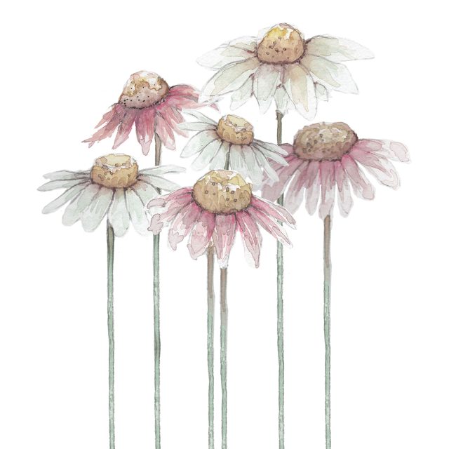 8 x 10 tall coneflowers